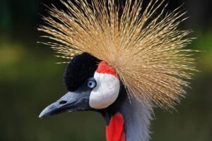 black-crowned-crane